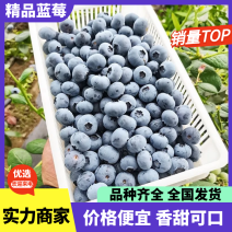 【推荐】优瑞卡蓝莓山东蓝莓莒县蓝莓产地一手货源
