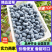 【推荐】优瑞卡蓝莓山东蓝莓莒县蓝莓产地一手货源