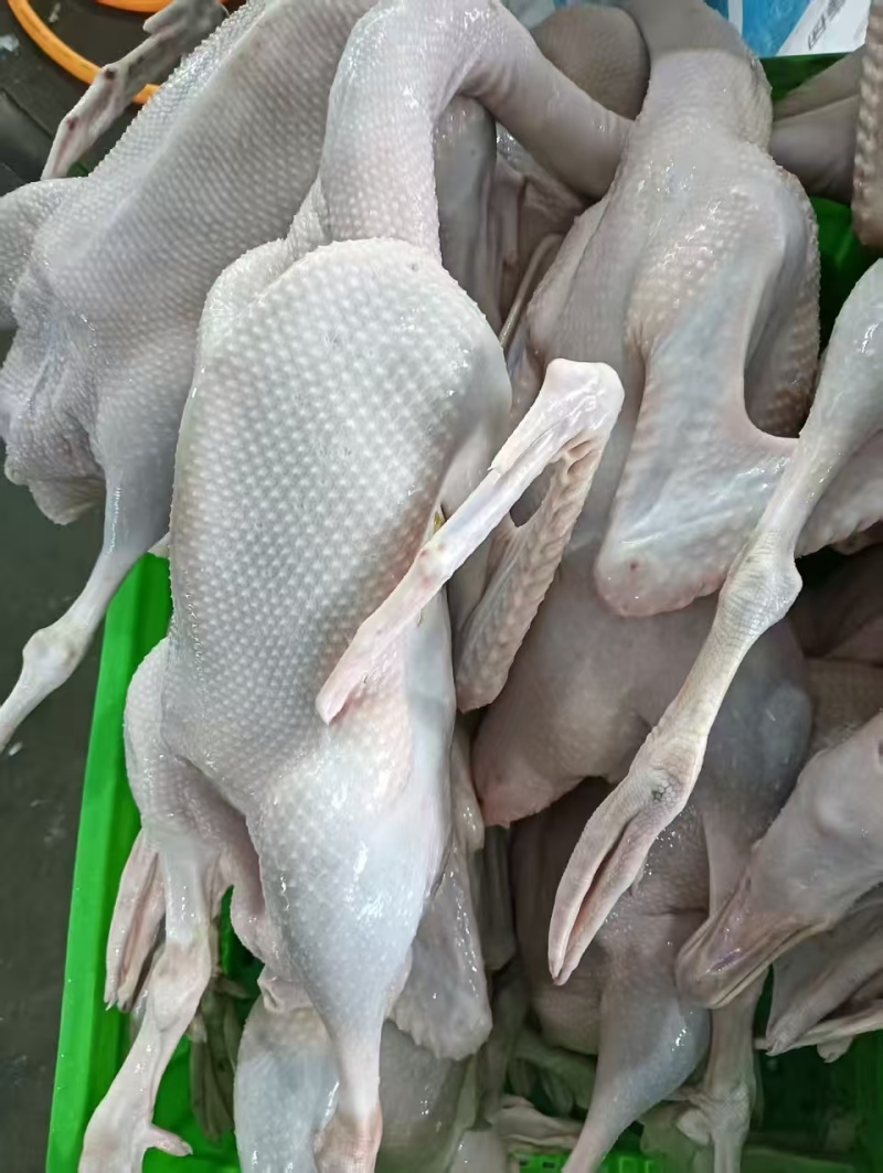 农家散养老灰鹅，现杀鹅肉亿达中老鹅去油肺量大从优