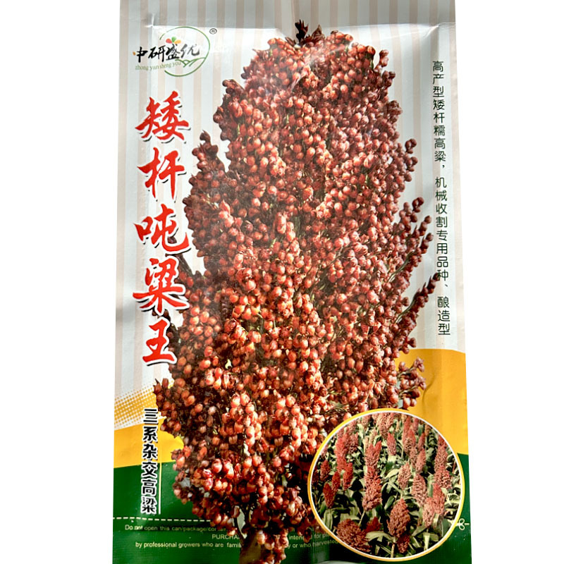 高粱种子矮杆吨粱王种籽糯高粱酒香型酿酒红高粱种籽大田基地