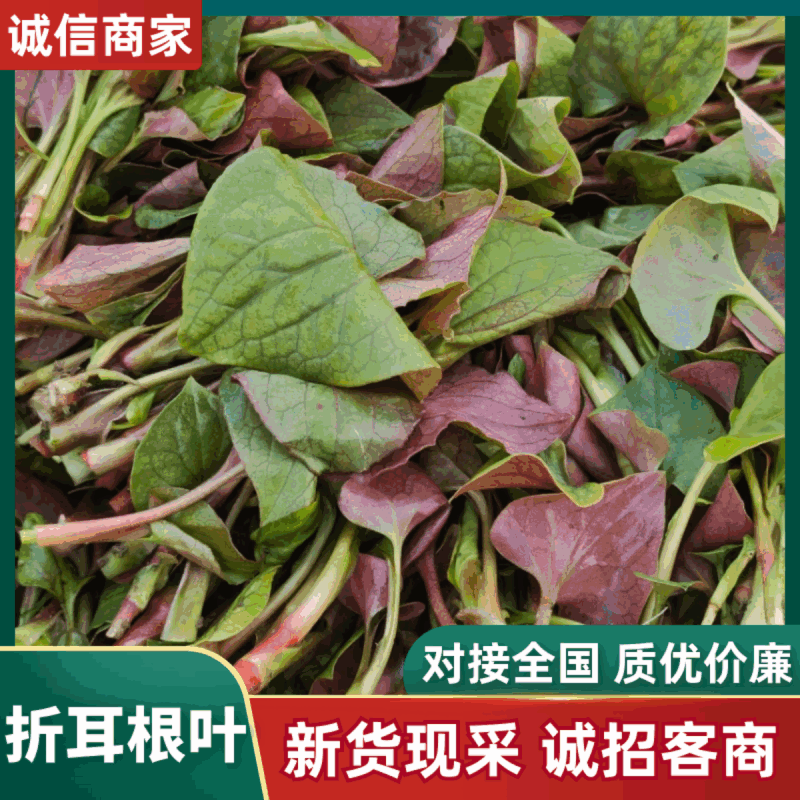 四川折耳根叶子，新鲜上市，一手货源，品质保证，量大从优