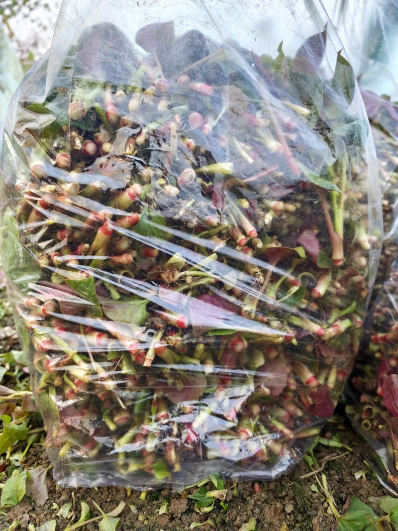 四川折耳根叶子，新鲜上市，一手货源，品质保证，量大从优