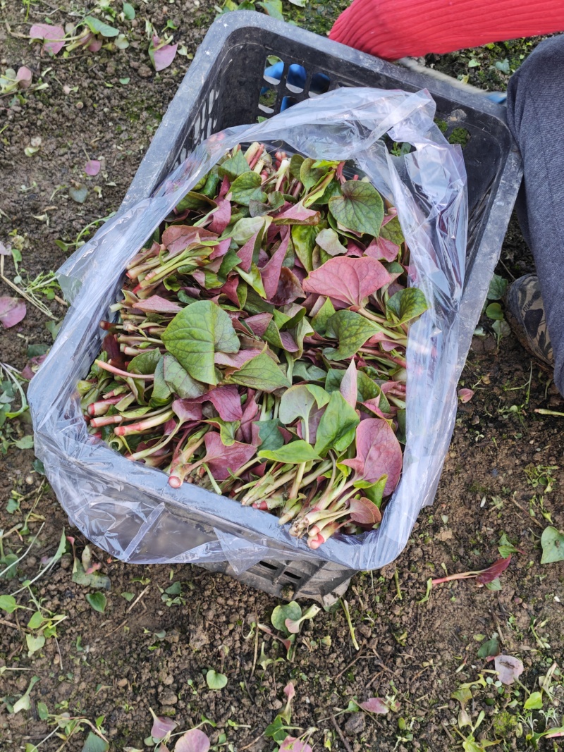 四川折耳根叶子，新鲜上市，一手货源，品质保证，量大从优