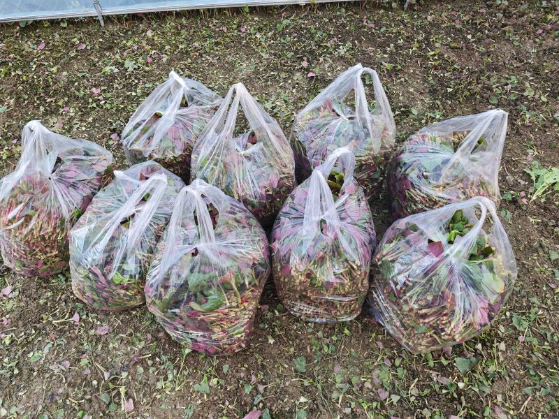 四川折耳根叶子，新鲜上市，一手货源，品质保证，量大从优