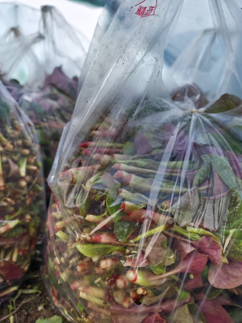 四川折耳根叶子，新鲜上市，一手货源，品质保证，量大从优