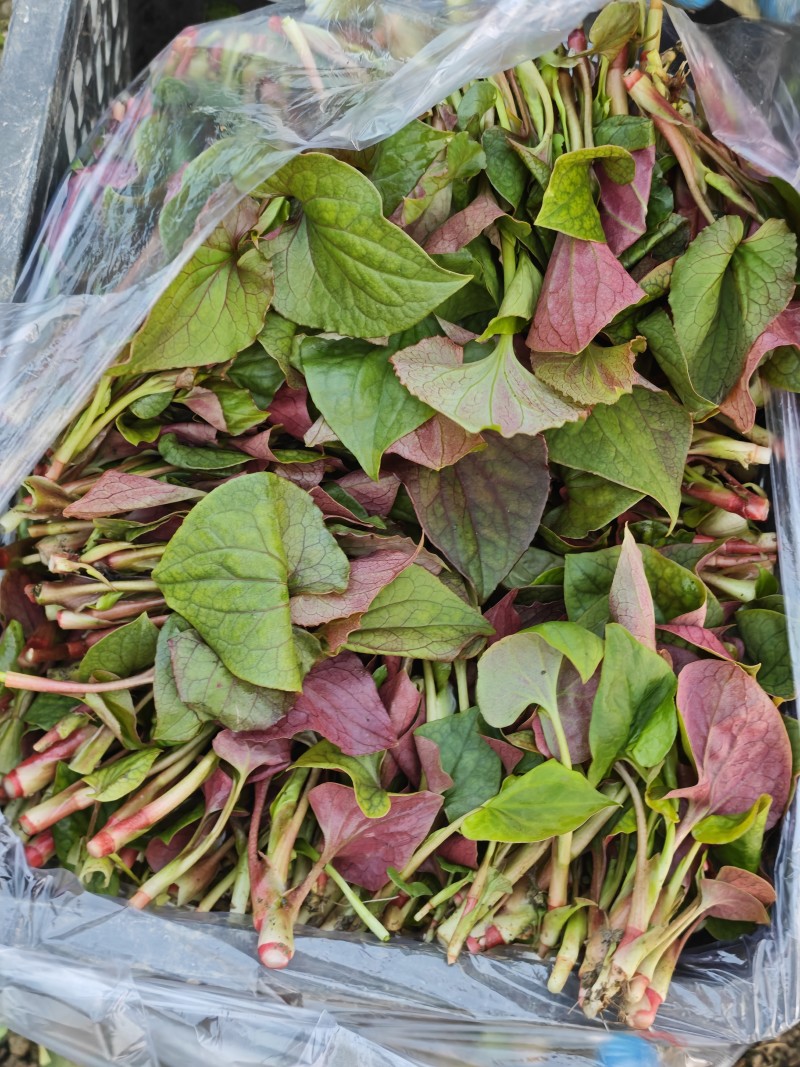 四川折耳根叶子，新鲜上市，一手货源，品质保证，量大从优