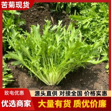 辽宁苦菊大量供应，产地直发，货源充值，欢迎咨询