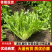 辽宁苦菊大量供应，产地直发，货源充值，欢迎咨询