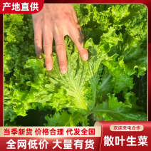 精品散叶生菜货源充足，量大项目从优，价格优惠