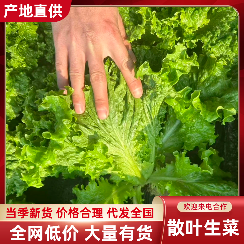 精品散叶生菜货源充足，量大项目从优，价格优惠