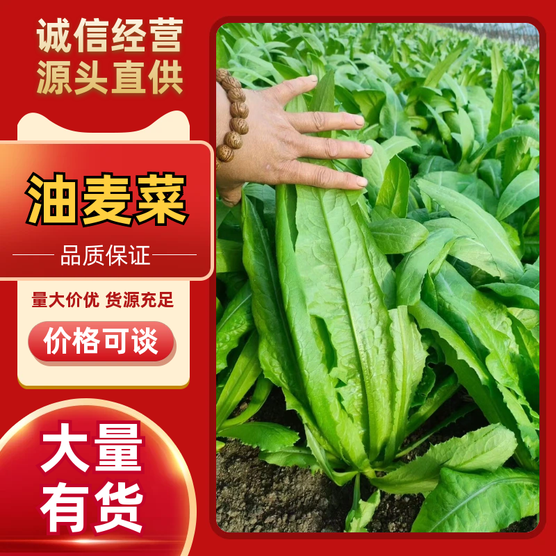 新鲜油麦菜，货源充足，量大从优，欢迎致电