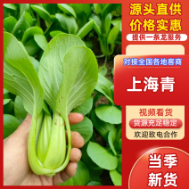 【优选】精品上海青油菜产地直发货源充足欢迎致电