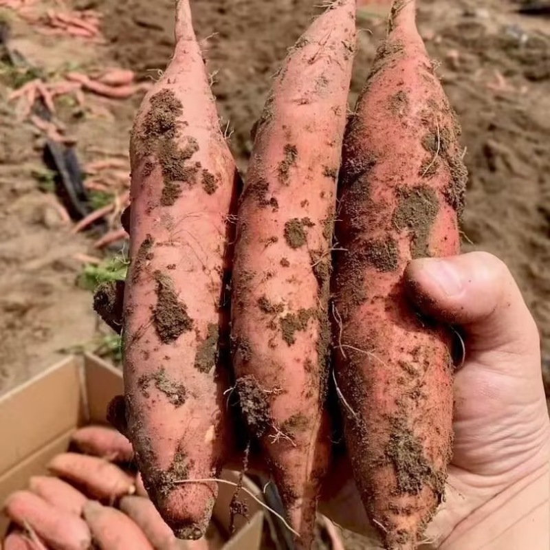 雄县烟薯25原产地供货已糖化烤署可用流油甜度高糖分足按需分拣