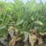 【莴笋】尖叶莴笋自家种植货量充足欢迎电话来电