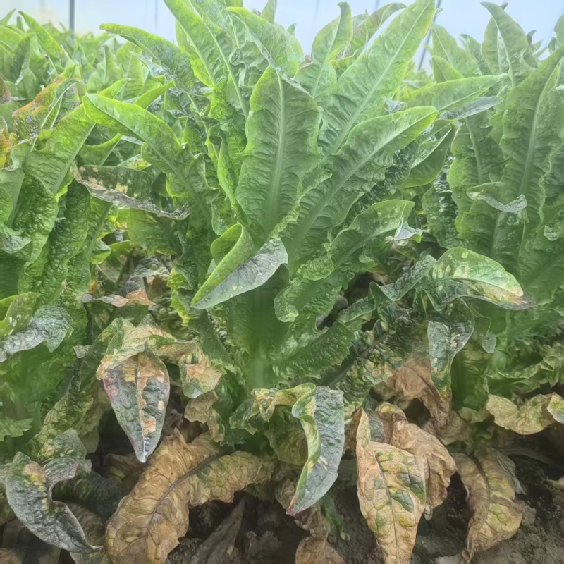 【莴笋】尖叶莴笋自家种植货量充足欢迎电话来电