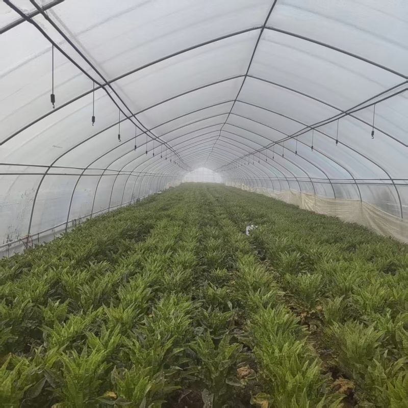 【莴笋】尖叶莴笋自家种植货量充足欢迎电话来电