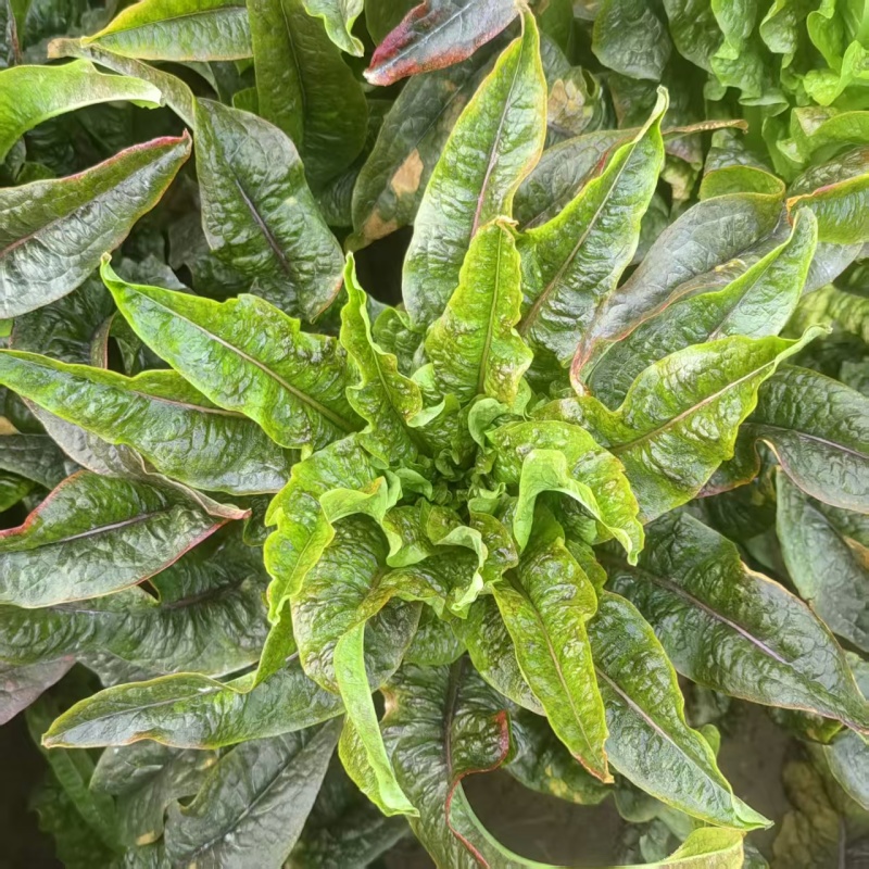 【莴笋】尖叶莴笋自家种植货量充足欢迎电话来电