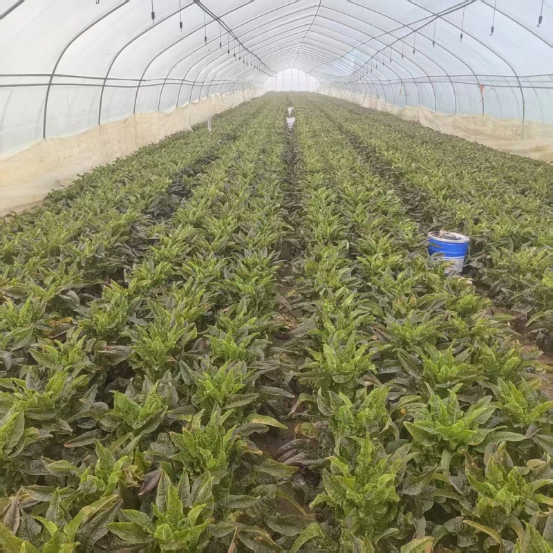 【莴笋】尖叶莴笋自家种植货量充足欢迎电话来电