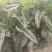 【莴笋】尖叶莴笋自家种植货量充足欢迎电话来电