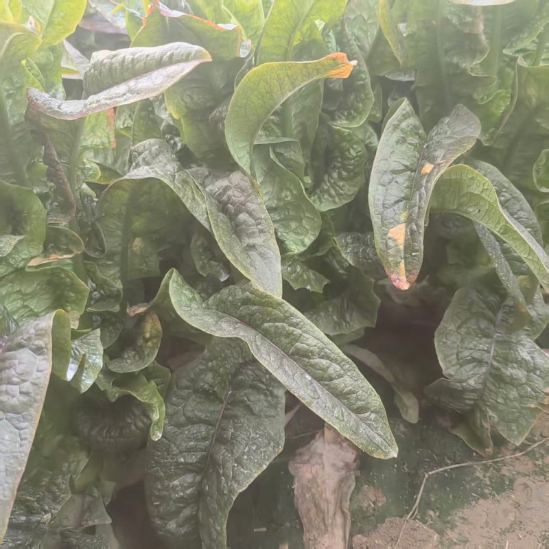 【莴笋】尖叶莴笋自家种植货量充足欢迎电话来电