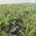 【莴笋】尖叶莴笋自家种植货量充足欢迎电话来电