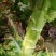 【莴笋】尖叶莴笋自家种植货量充足欢迎电话来电