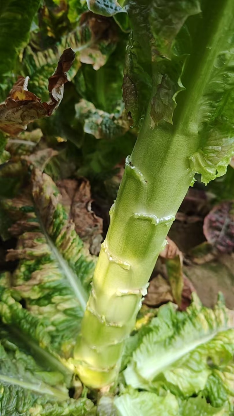 【莴笋】尖叶莴笋自家种植货量充足欢迎电话来电