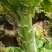【莴笋】尖叶莴笋自家种植货量充足欢迎电话来电