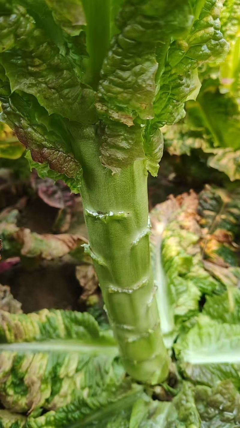 【莴笋】尖叶莴笋自家种植货量充足欢迎电话来电