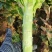 【莴笋】尖叶莴笋自家种植货量充足欢迎电话来电