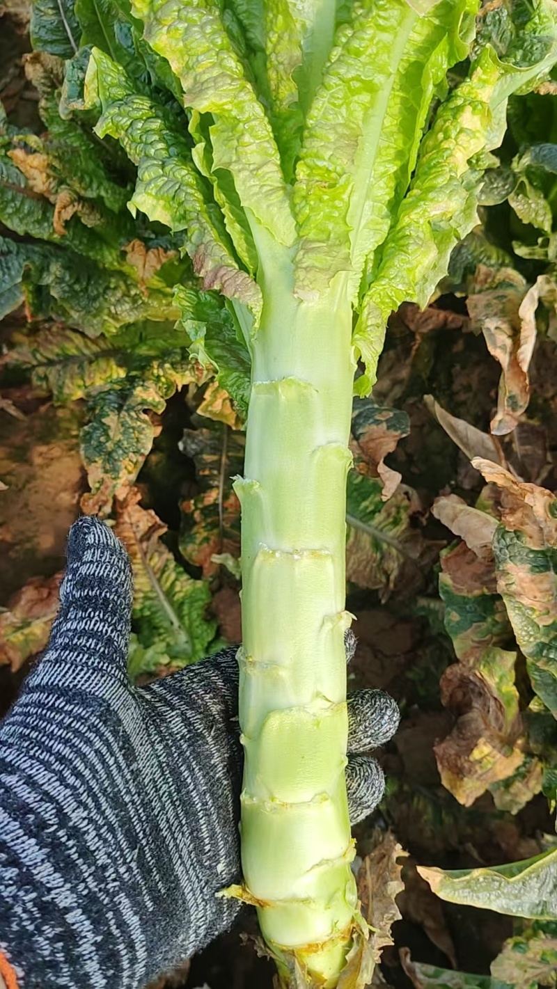 【莴笋】尖叶莴笋自家种植货量充足欢迎电话来电