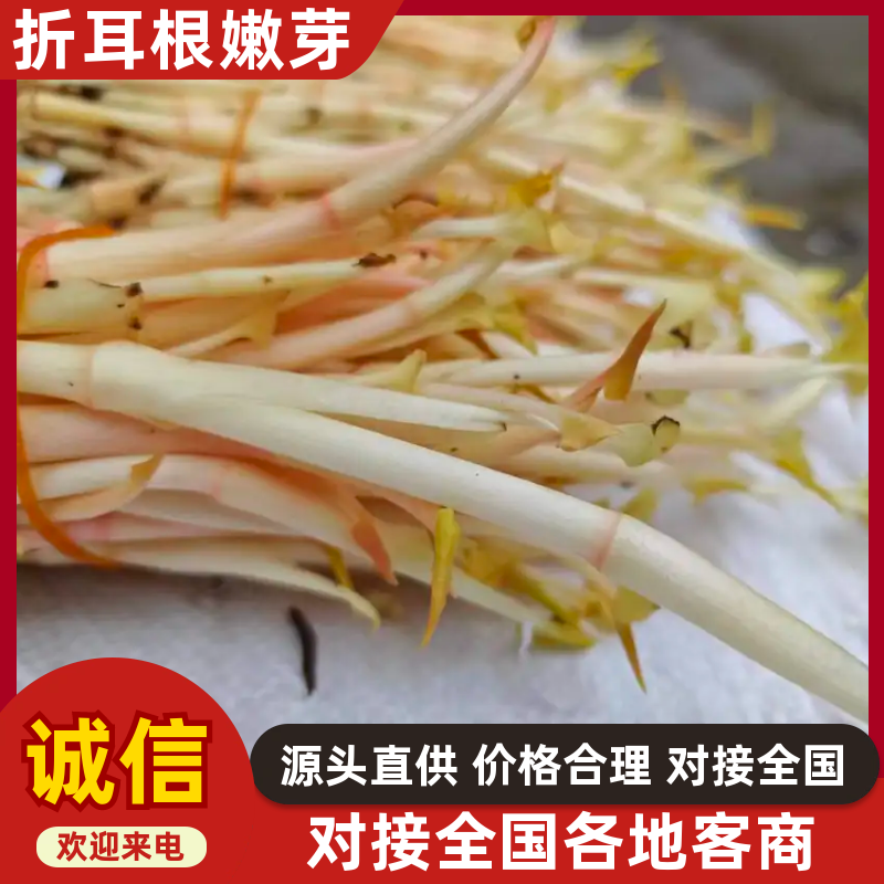 四川折耳根嫩芽，大量上市，对接市场，档口，电商，商超，