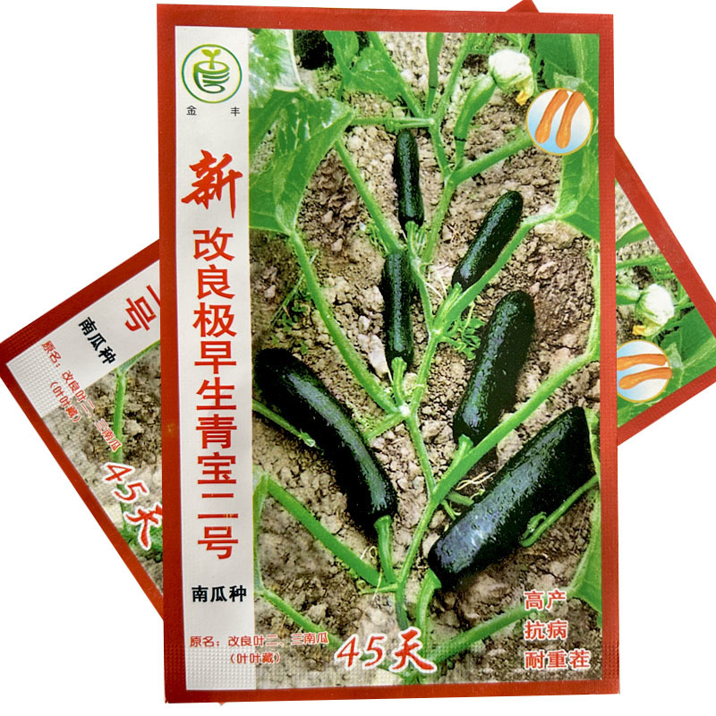 改良青宝二号南瓜种子早熟耐重茬耐旱抗病高产生长期长