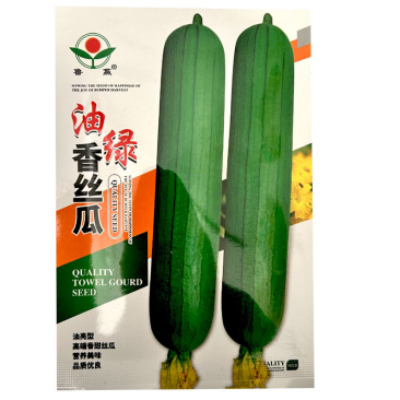 油绿香丝瓜种子早熟白籽短棒绿皮油亮结果多春秋露地种