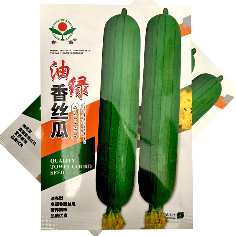 油绿香丝瓜种子早熟白籽短棒绿皮油亮结果多春秋露地种