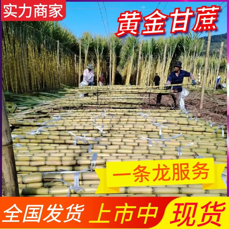 【黄金甘蔗】云南甘蔗/黄皮甘蔗/糖分高水分足/全国发货