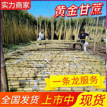 云南黄金甘蔗【基地直供/全国发货】欢迎来电洽谈合作