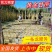 云南黄金甘蔗【基地直供/全国发货】欢迎来电洽谈合作
