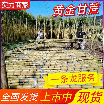 云南黄金甘蔗【基地直供/全国发货】欢迎来电洽谈合作