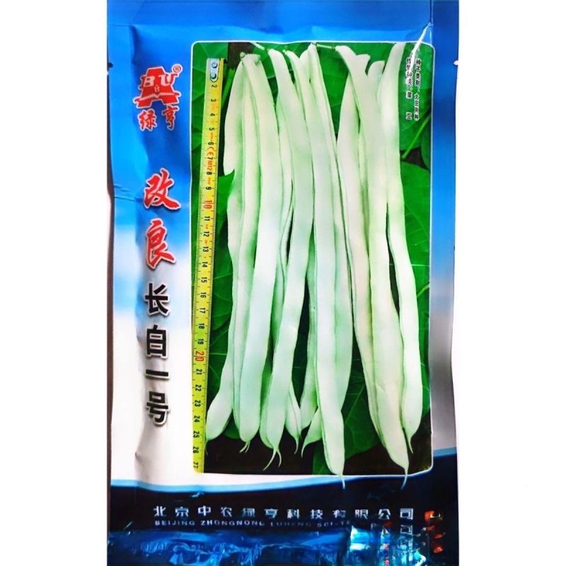 长白一号改良白不老架豆种子结荚更多豆荚绿白色长扁菜豆种子