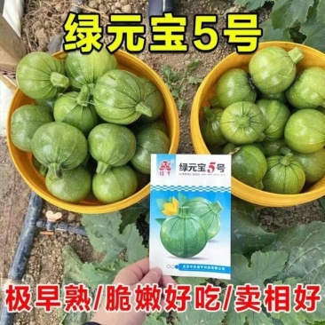 农户专用绿元宝5号春季秋季早熟下瓜快圆球形西葫芦种子