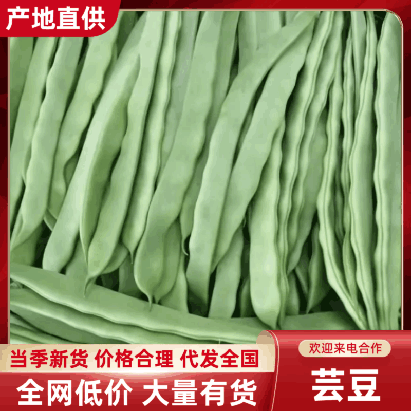 德州精品扁青芸豆，产地直发，保质保量，欢迎老板选购。