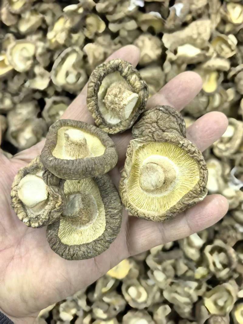精品干香菇/香菇脚量大从优/一手货源/诚信经营