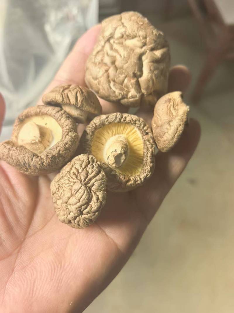 精品食用菌干香菇/香菇脚/规格齐全/一手货源/量大从优