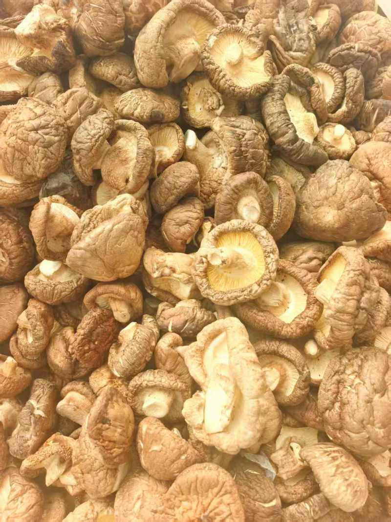 精品食用菌干香菇/香菇脚/规格齐全/一手货源/量大从优