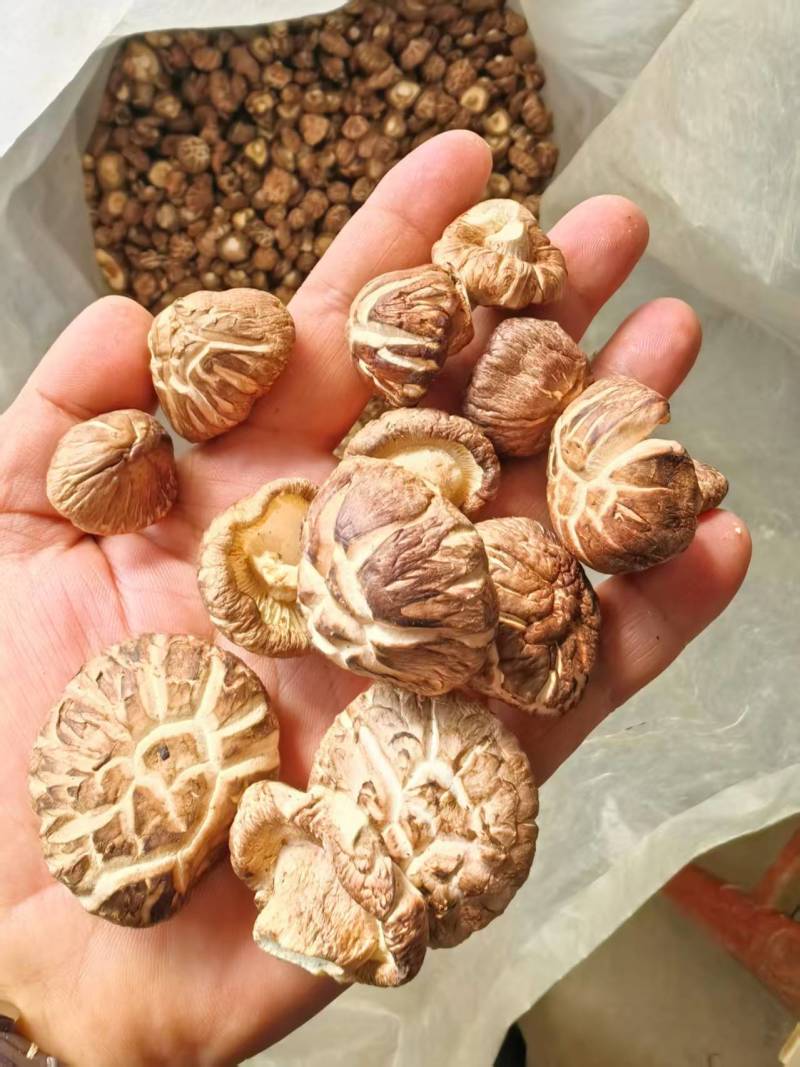 精品食用菌干香菇/香菇脚/规格齐全/一手货源/量大从优