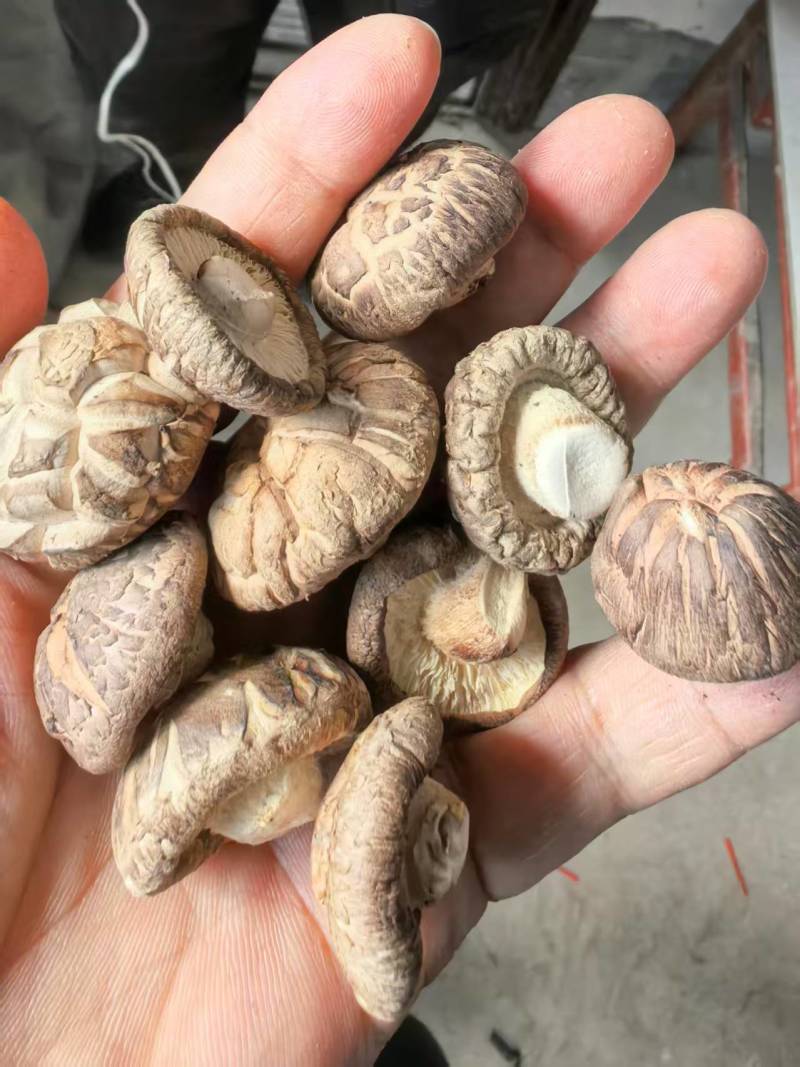 食用菌干货/干香菇/厂家直发/量大从优/诚信经营/一手货源