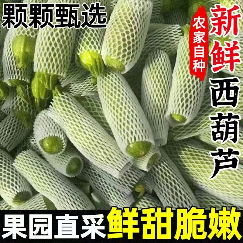 优选绿皮西葫芦新货上市价格透明长期供货来电咨询