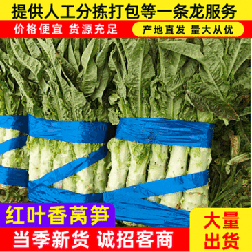 东台精品红叶香莴笋源头果蔬基地直供对接商超团购批发市场