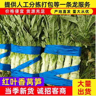 东台精品红叶香莴笋源头果蔬基地直供对接商超团购批发市场